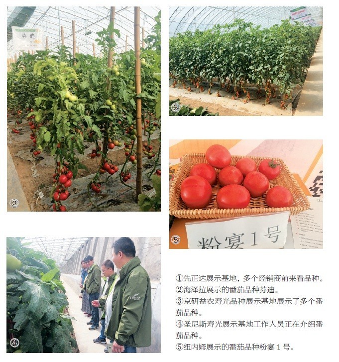 回到沙沙甜甜的味道！三十年番茄品种变迁史