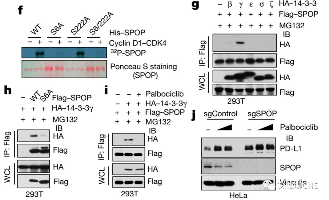 细胞周期与肿瘤治疗,肿瘤细胞的免疫逃逸与免疫治疗