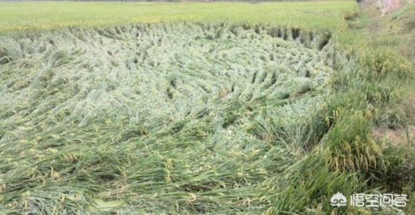 水稻重肥贪青怎么办,水稻贪青最佳治疗方法