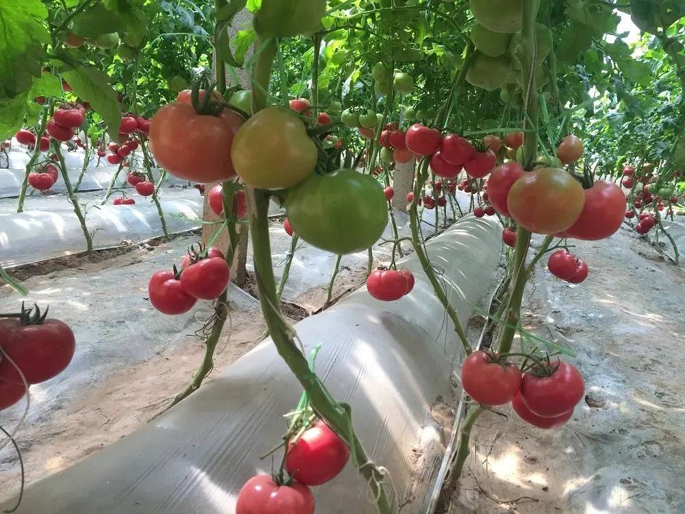 回到沙沙甜甜的味道！三十年番茄品种变迁史