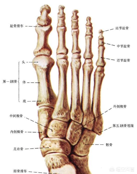小脚趾分两瓣的人是哪个民族,小脚趾甲分两瓣是哪个民族的特征