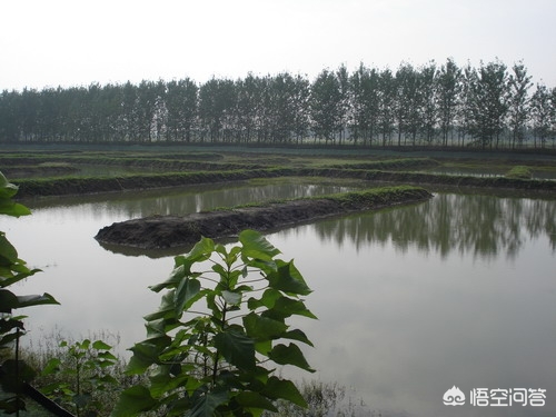 解密小龙虾做法,小龙虾养殖了解小龙虾为什么打洞