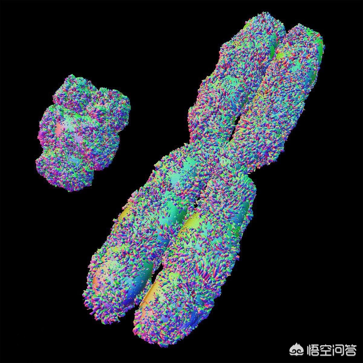 无创dna检测与唐氏筛查有区别吗,无创dna检测可以确诊唐氏吗