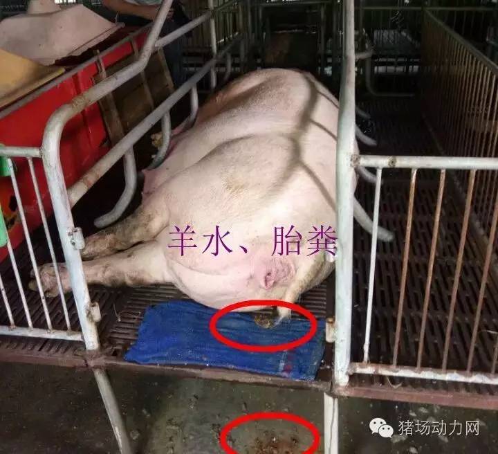 如何给母猪接生过程,母猪接产注意哪些