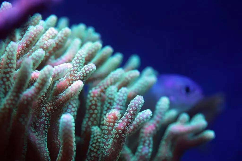 北欧古法缸,记录原生缸养鱼过程