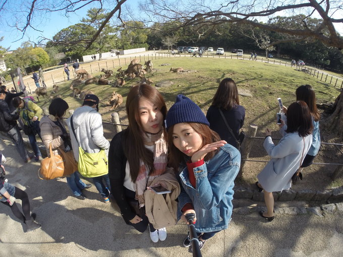 16年,关西(大阪,奈良,京都,宇治)樱花,甲子园