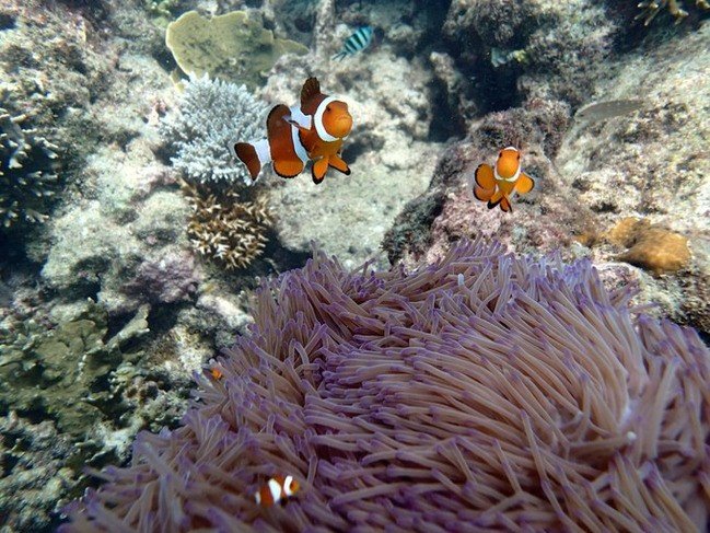 马尔代夫莉莉岛适合几月份去,马尔代夫莉莉岛旅游攻略