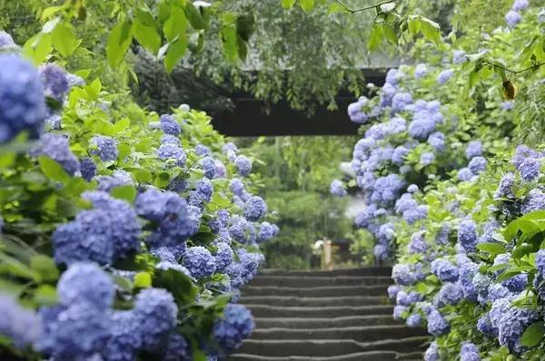 现在的日本是什么样的,现在的日本广岛什么样子