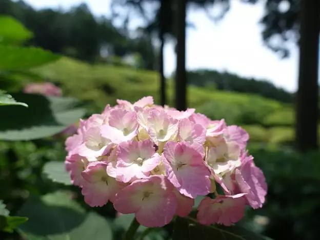 现在的日本是什么样的,现在的日本广岛什么样子