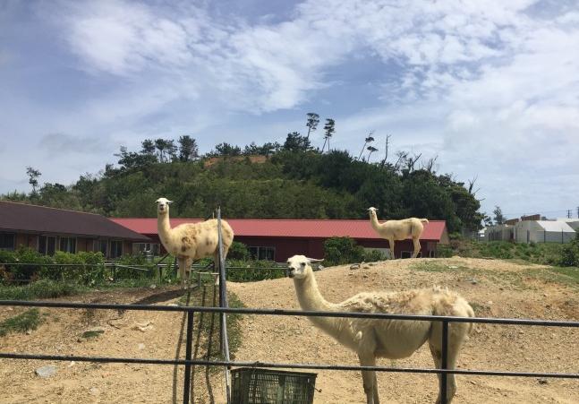 日本夏威夷风格,夏威夷度假的真实感受