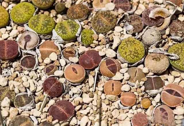 生石花晒伤了怎么处理,生石花晒伤为什么不能浇水