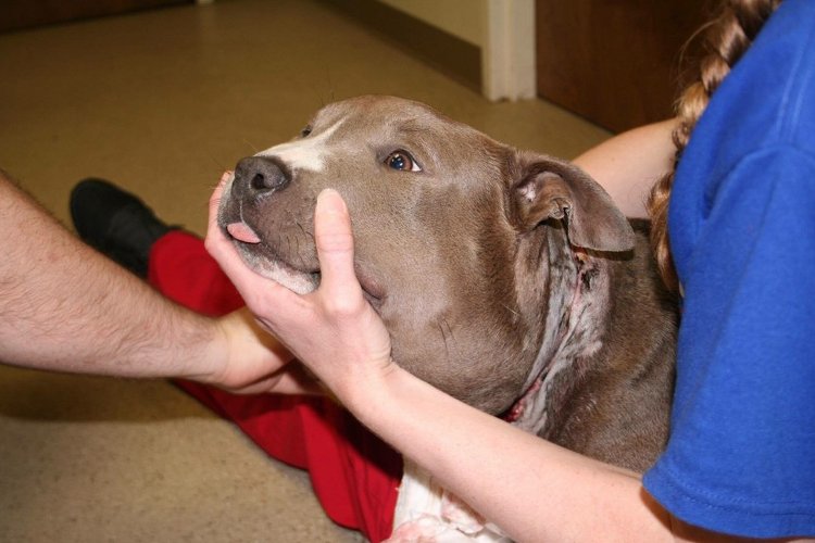 狗狗被蜇,狗狗疑似被蜜蜂蛰成球肿成馒头