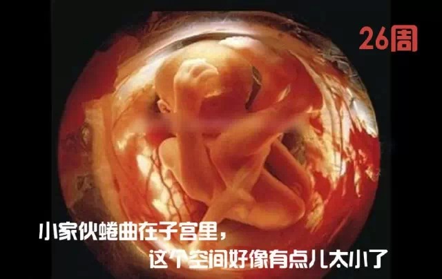 造人计划之前需要做的事,造人计划必须做的事