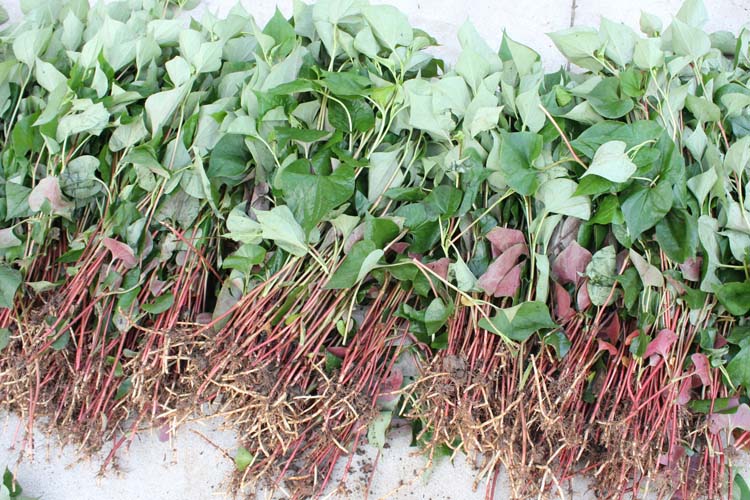 那些被我们随手扔掉的中药,你扔掉的可能是有用的中药材