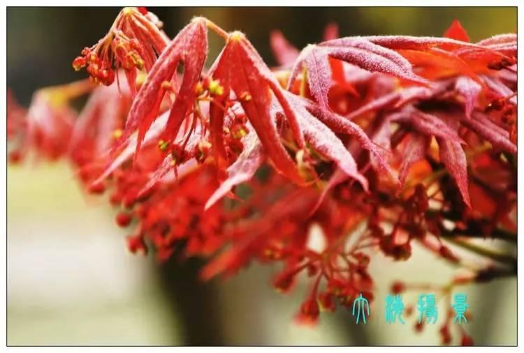 鸡爪槭和红枫长一样么,鸡爪槭和红枫长一样