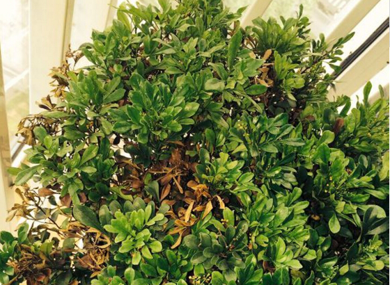 想要养好花该怎么做,米兰花移植注意事项