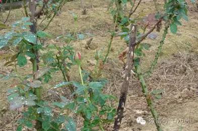 怎样防治月季虫害和病害,月季病害及防治药品清单