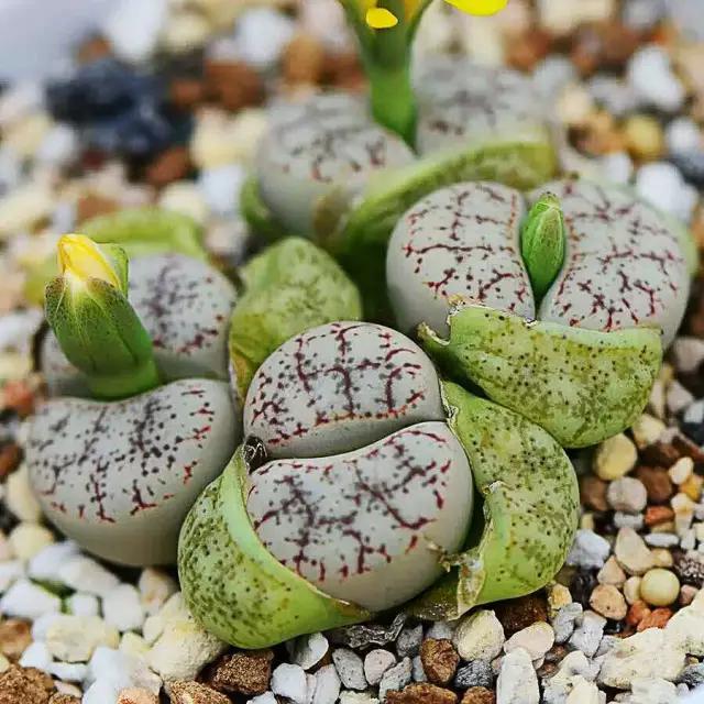 生石花晒伤了怎么处理,生石花晒伤为什么不能浇水