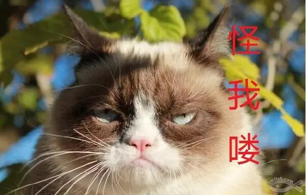 关于猫咪的9个app,喵星人铲屎官必备