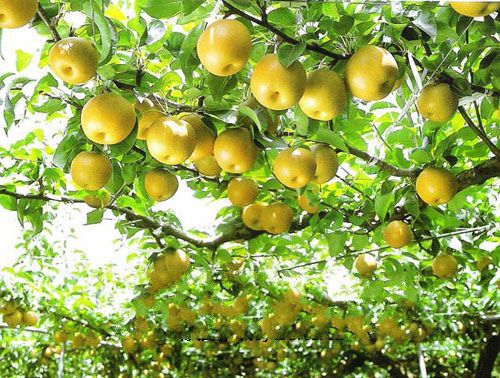 盱眙泗洪跟萧县砀山互换是哪一年,安徽萧县砀山和江苏盱眙泗洪