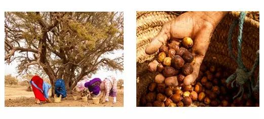 摩洛哥必买玫瑰精油,摩洛哥免签需要买回程票吗