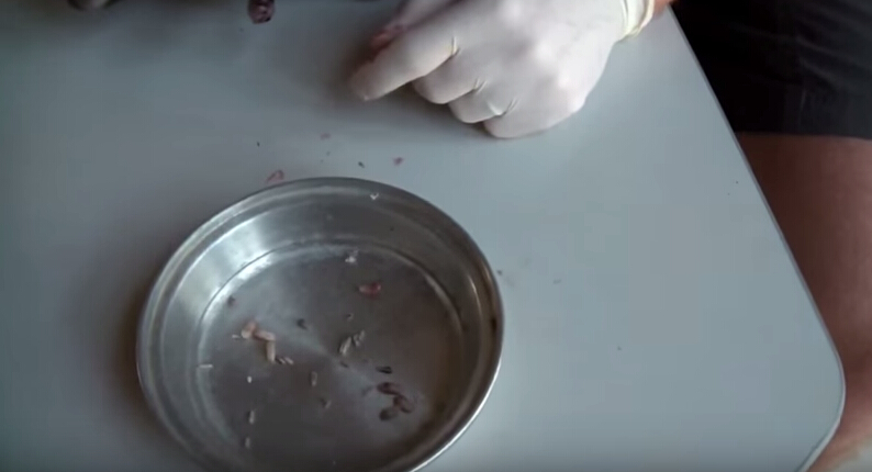 狗狗全身爬蛆还能活吗,狗狗刚出生被轧死