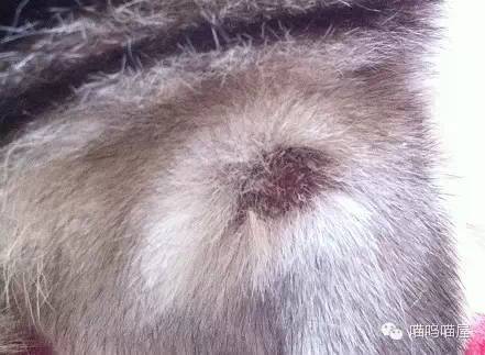 关于猫癣的一些小知识,预防猫咪疾病知识贴