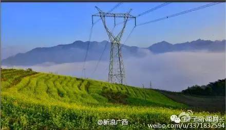 南宁漫山遍野的格桑花盛开,南宁最美小众花海