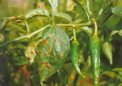 肥料太多种的菜种还会出吗,施肥过多的蔬菜土壤怎么处理