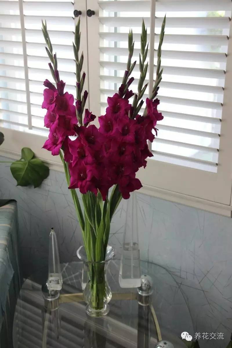 10种秋季开花的植物,8种夏季开花的植物