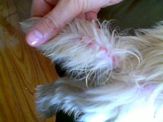 狗狗的10个征兆和表现,狗狗常见疾病及解决方法