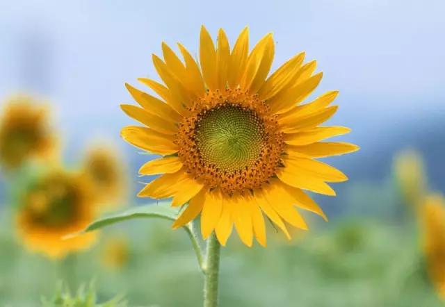 各国的国花及象征的寓意,全国各国的国花以及花语