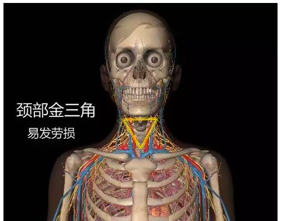 人体有八大危险三角区你应该知道,人体最危险的三角区