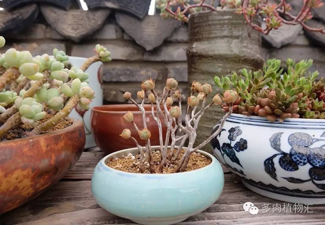 菜鸟养多肉,夏天养多肉5招度夏难