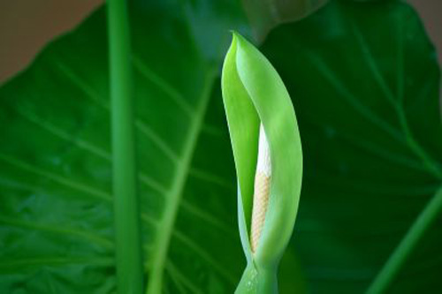 什么花属于吸毒植物,分享五款吸毒植物选盆搬回家吧