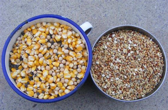 ​六大诀窍分享，盛夏时节巧防信鸽肠道疾病！