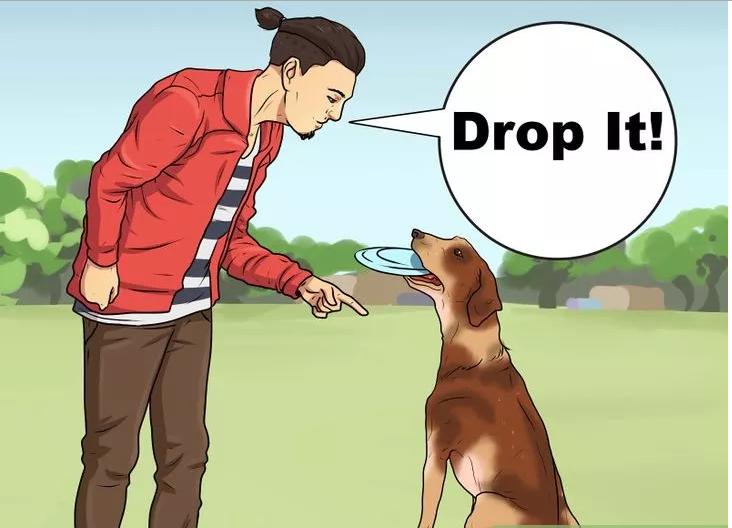 6招教你怎么给狗狗剪毛,如何教狗狗帮主人叼东西