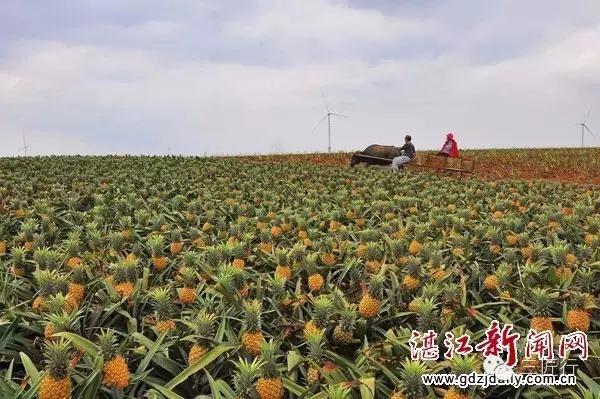 怎么分别凤梨和菠萝,凤梨和菠萝是同一个品种吗