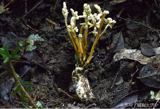 金蝉花和冬虫夏草哪个作用强,冬虫夏草和金蝉花有什么关系