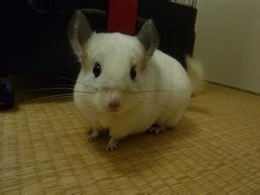 龙猫难养吗,龙猫为什么不适合养