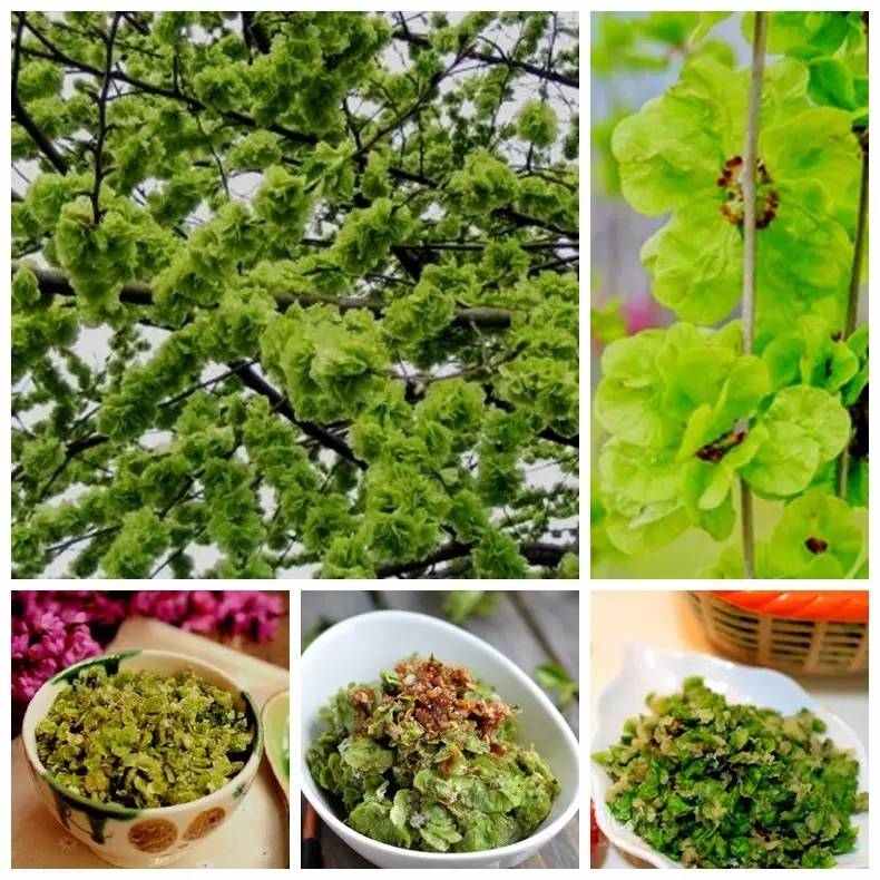 植物果实怎么分类,植物果实的分类