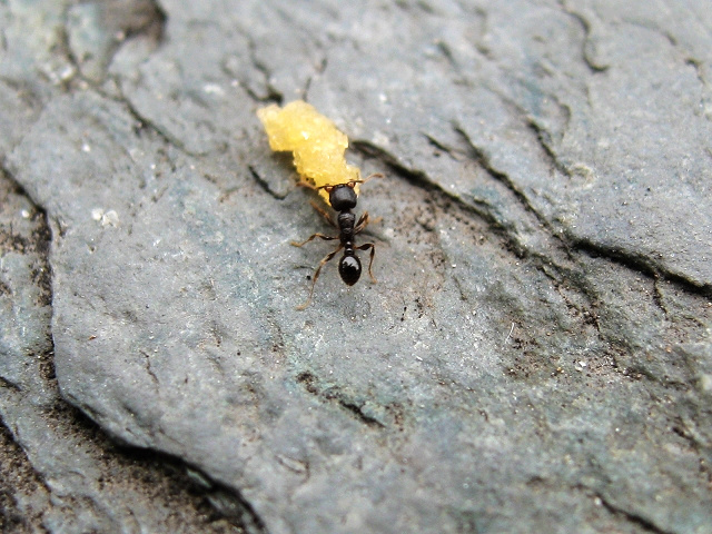 家里有蚂蚁谁有小偏方,家里有蚂蚁怎么办教你5个方法