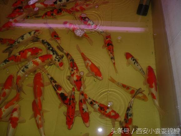 锦鲤黄粉的使用方法,西安小袁的最新视频