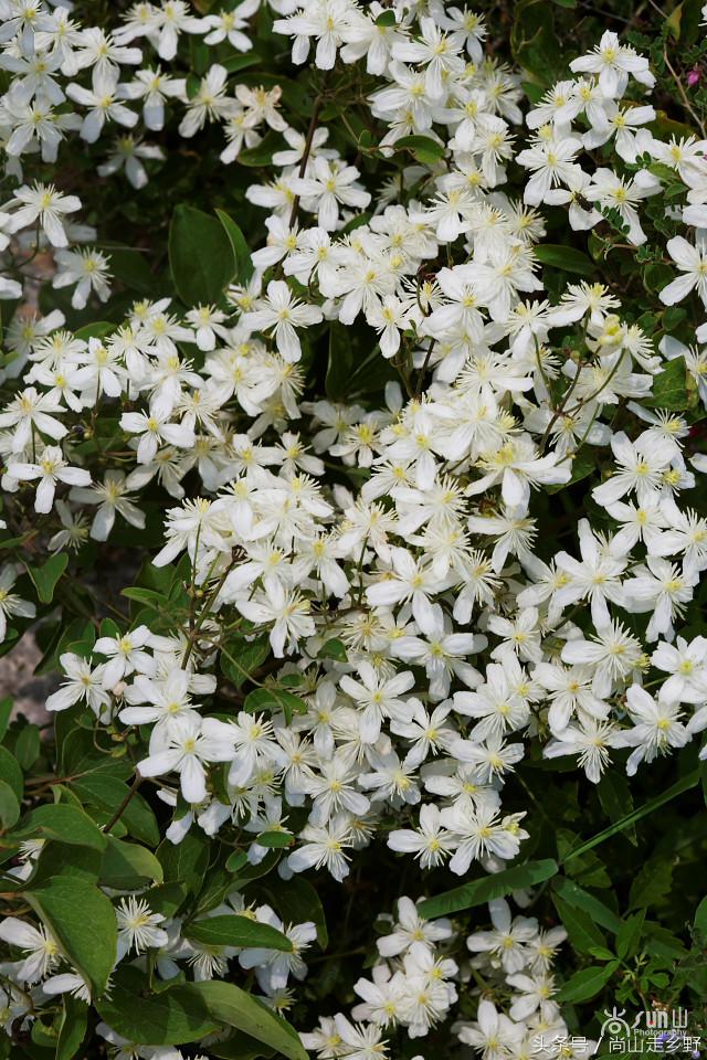 开满山野的它有“藤本花卉皇后”之称,可治虫蛇咬伤!