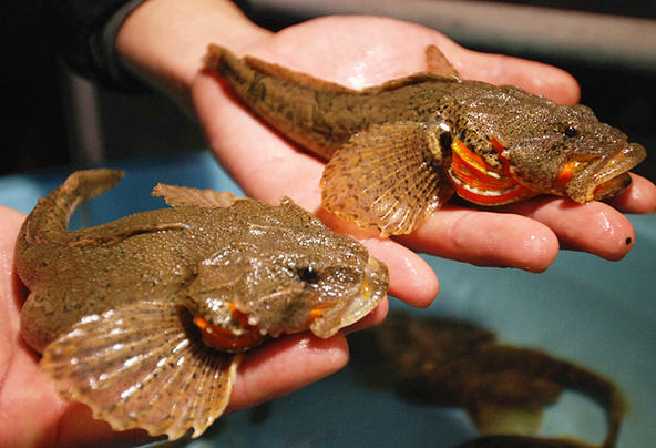 加州鲈鱼路亚用多大的钩,路亚加州鲈鱼多大就会繁殖