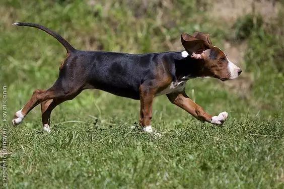 尊重狗，就让它像狗一样的生活！