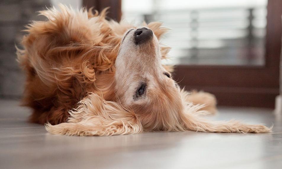 让猫咪中毒的水果和植物,警惕50种有毒植物