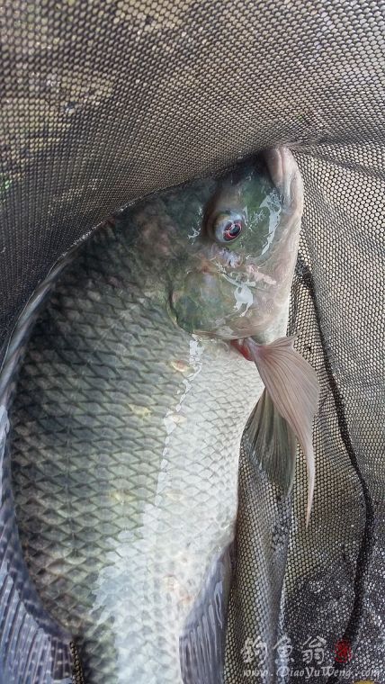 钓草鱼罗非鱼闹窝怎么办,准备钓黄蜂鱼