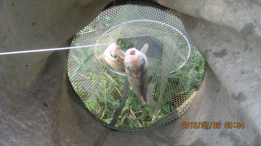 野河垂钓遇见桥洞,野河钓鱼惊喜