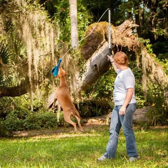 尊重狗，就让它像狗一样的生活！